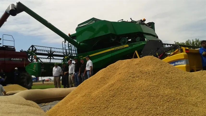 Colheita do arroz está no fim