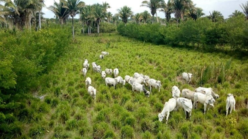 Integração pecuária-floresta fortalece produção rural sustentável no RS