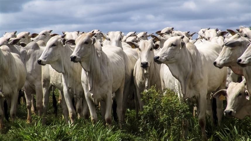 Brasil vacina rebanho de 76 milhões contra aftosa