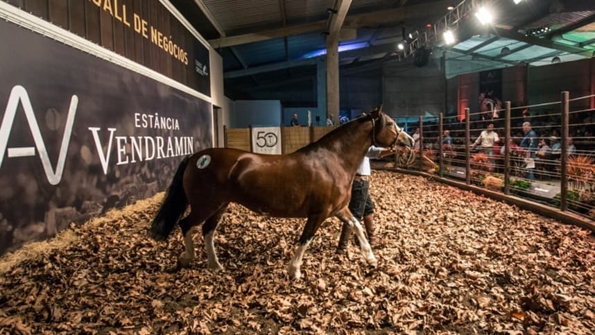 Leilões presenciais de Cavalo Crioulo retornam à Expointer