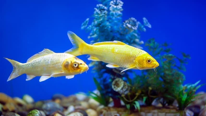 Brasil conquista novo mercado de exportação para peixes ornamentais nas Filipinas