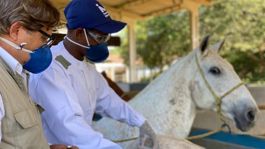 Soro de cavalos será testado em humanos