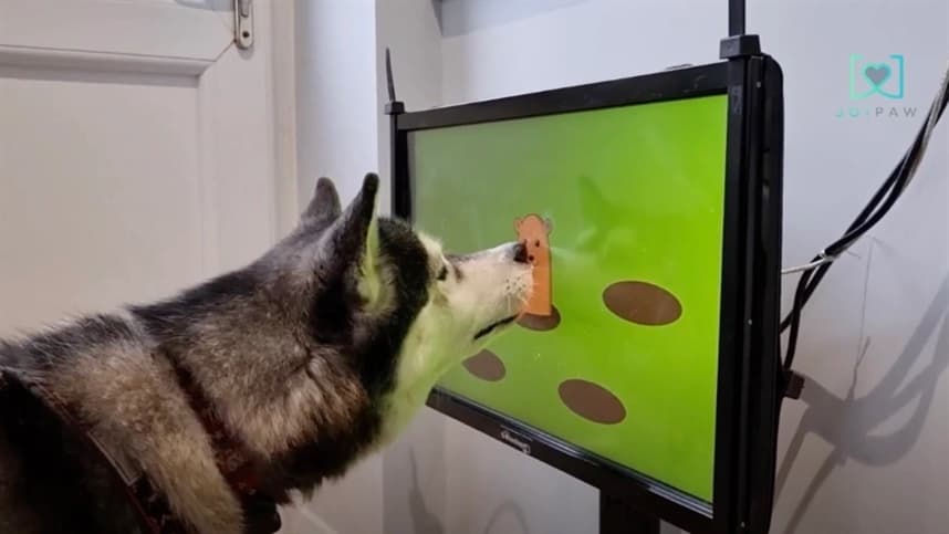 Startup cria videogame para cães
