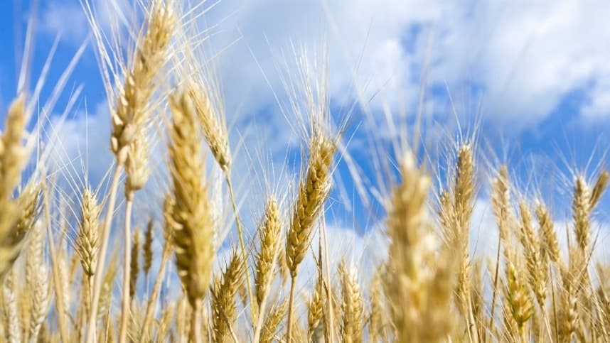 Cultivares de trigo recomendadas para o estado de Minas Gerais