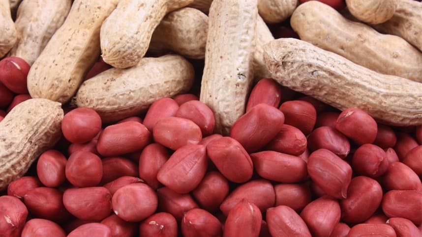 Produção de amendoim deve bater recorde em 2024/25