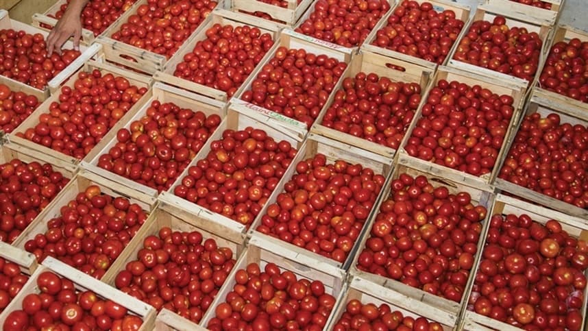 Espanha tem queda na exportação de tomate