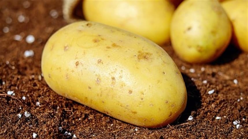 Paraná: colheita de batata indica alta produção e queda nos preços
