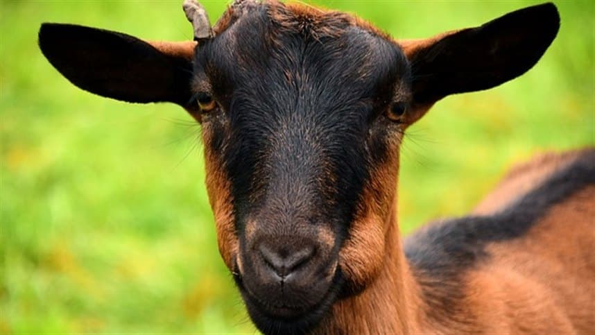 Desempenho e digestibilidade dos nutrientes de rações com casca do grão de soja em substituição ao milho para cabras Saanen em lactação e no pré-parto