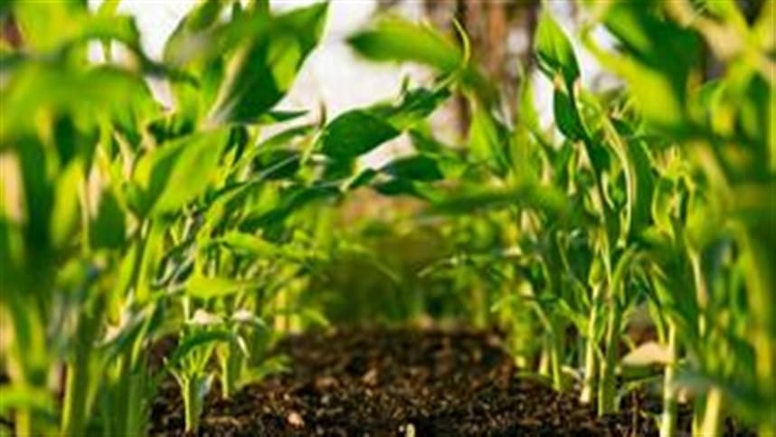 Manejo inicial define potencial produtivo agrícola