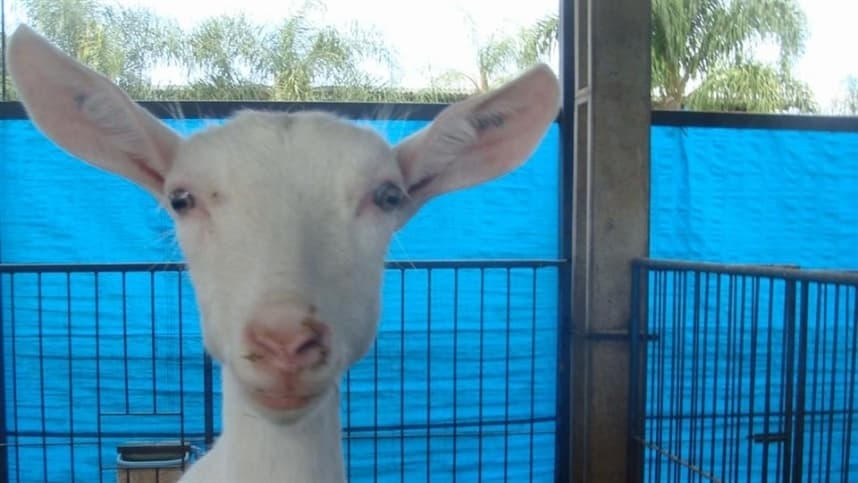 Iniciativa busca fortalecer queijo caprino