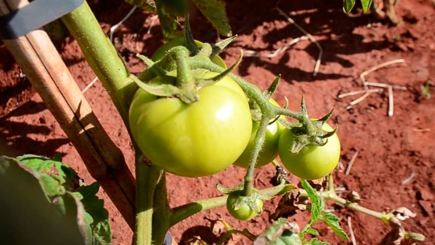 Descrição, requisitos de composição e condições de uso de substâncias e produtos para a produção orgânica de tomates