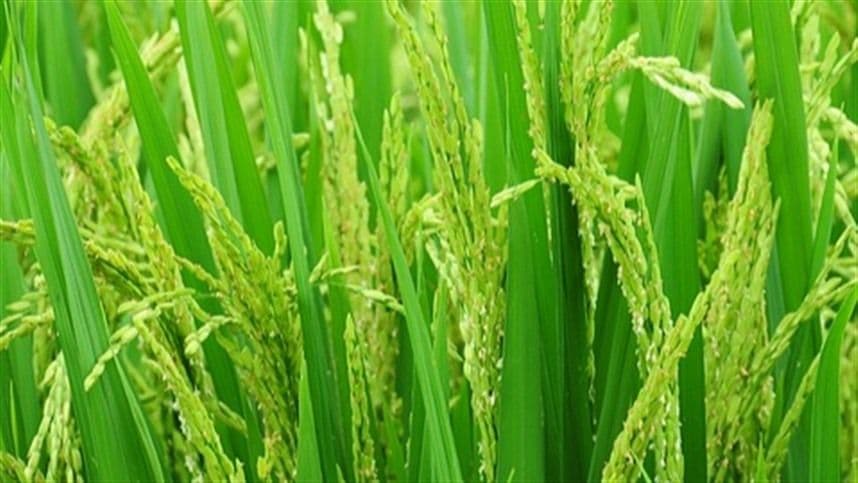 Universidade argentina desenvolve inoculante com técnicas bioquímicas–moleculares