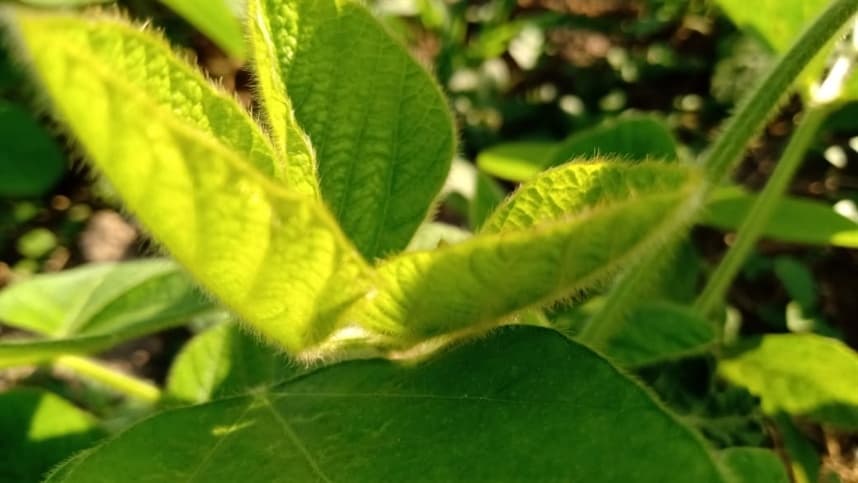 Nova doença da soja preocupa produtores