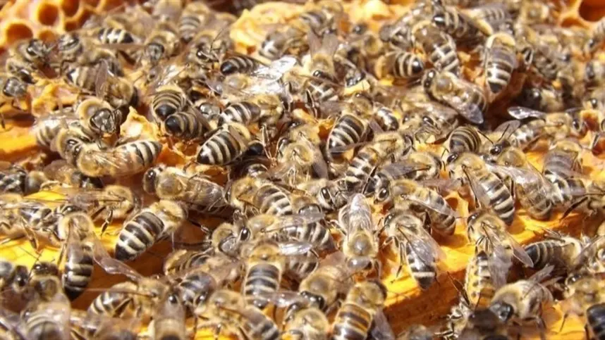 A abelhas da espécie Apis mellifera desempenham papel fundamental