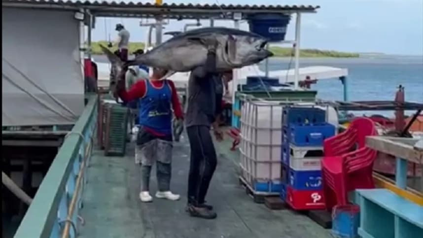 Mineração em alto mar pode impactar a pesca do atum, diz estudo