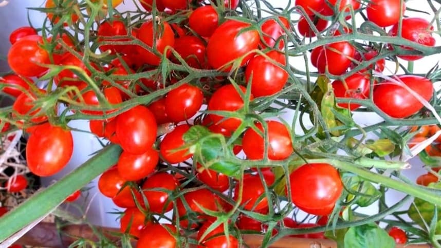 Preços do tomate aumentam expressivamente em julho