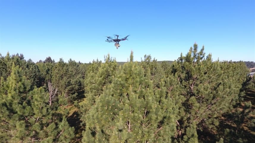 Drones podem polinizar pinus
