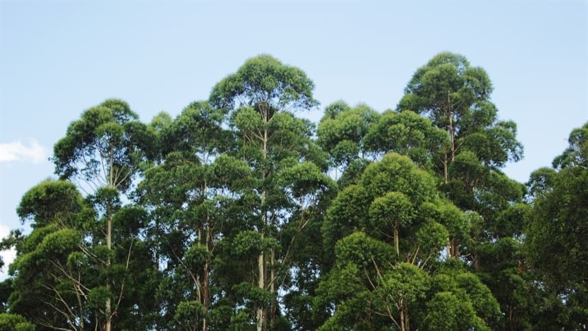 Nanocelulose de pinus e de eucalipto vira álcool em gel