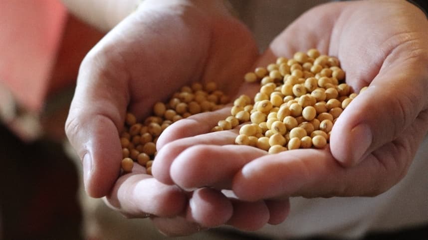 Preço da soja avança com El Niño