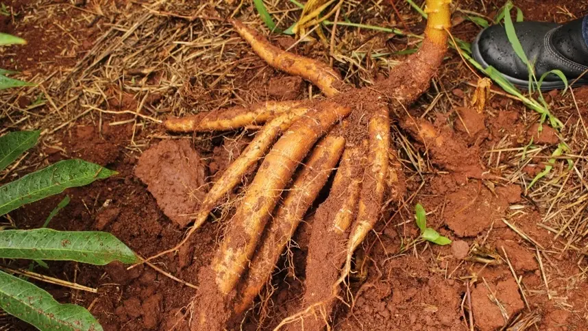 Com menor área de mandioca, oferta deve ser menor em 2022