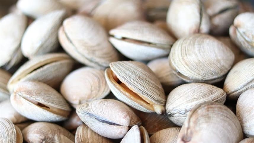 Retomada parcial do comércio de mariscos e ostras no litoral paulista