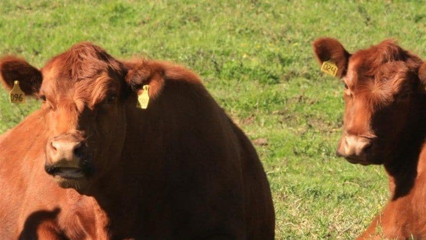 Vacas felizes produzem leite mais nutritivo