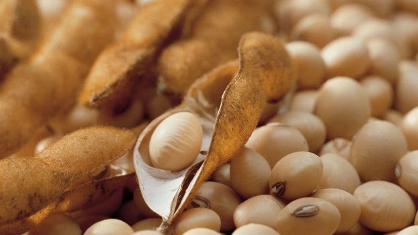 Case de sucesso com recorde mundial de produtividade da soja será destaque da Brandt, durante o evento da Fundação ABC, em Ponta Grossa (PR)