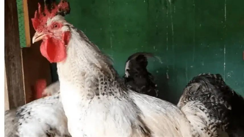 Você conhece galo que bota ovo?