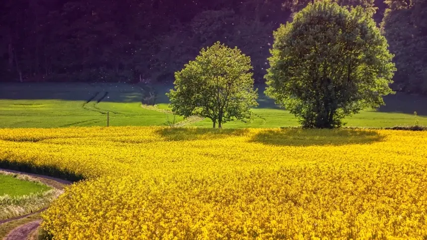 Início de temporada de colza para produtores europeus