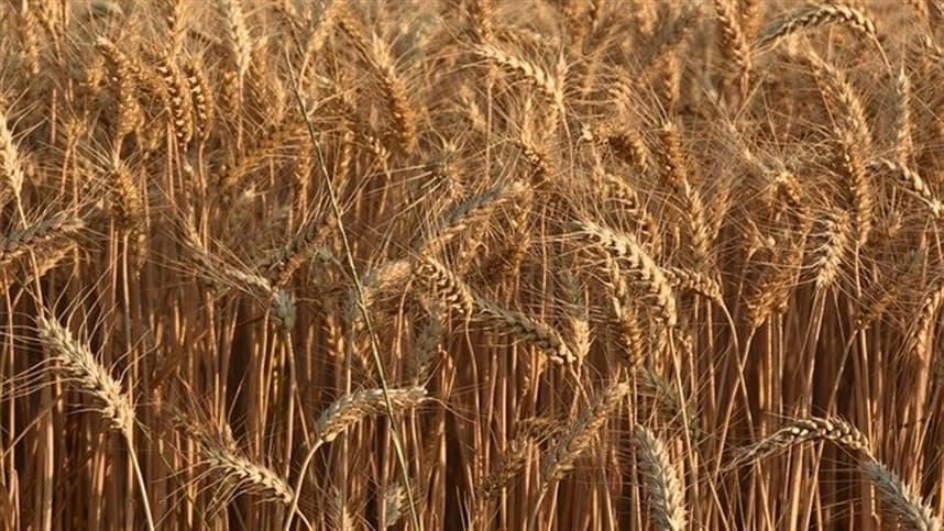 No trigo, o plantio chegou a 99% dos 6,5 milhões de hectares previstos