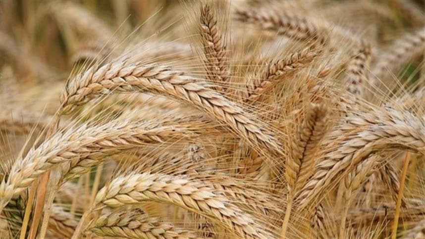 Produtores de cevada celebram recuperação com clima ameno