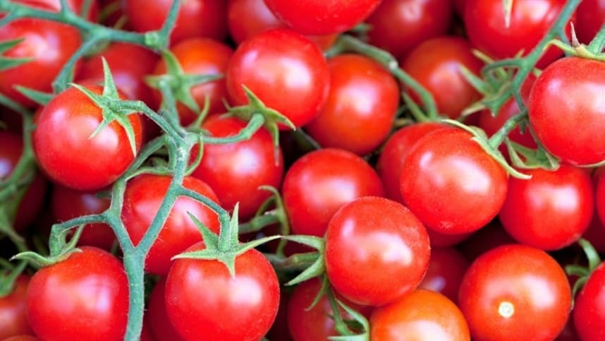 Adubação com cama de frango no plantio de tomates