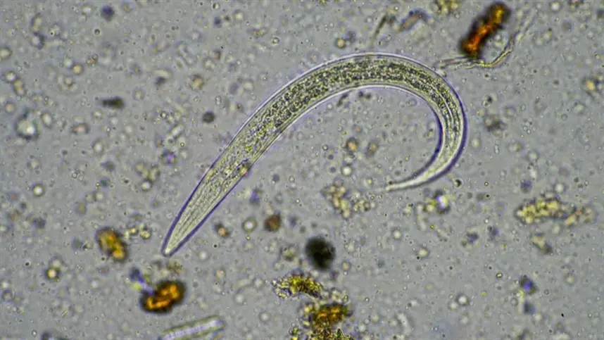 Controle biológico ganha espaço contra nematoides