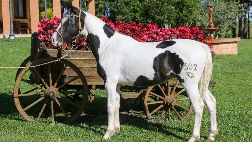 Mancha Crioula traz destaques do Cavalo Crioulo em leilão