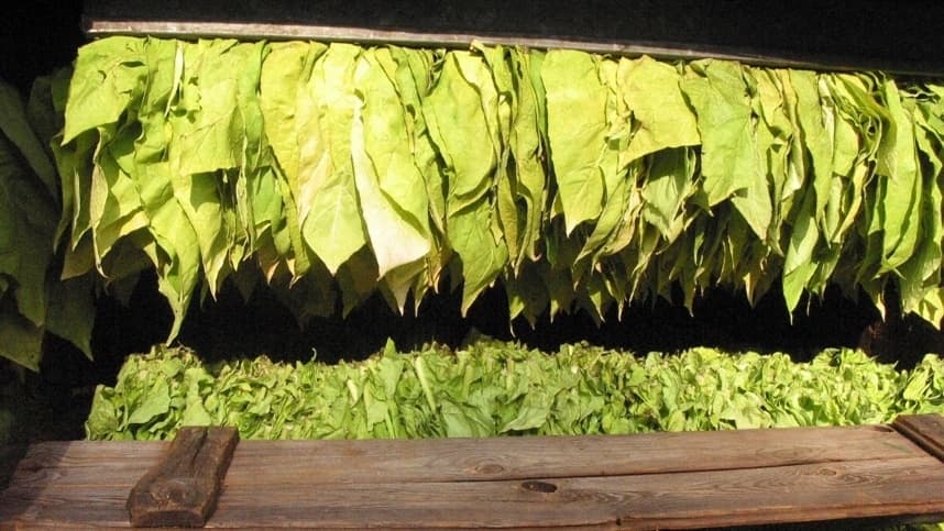 Colheita de tabaco bate recorde no Paraná