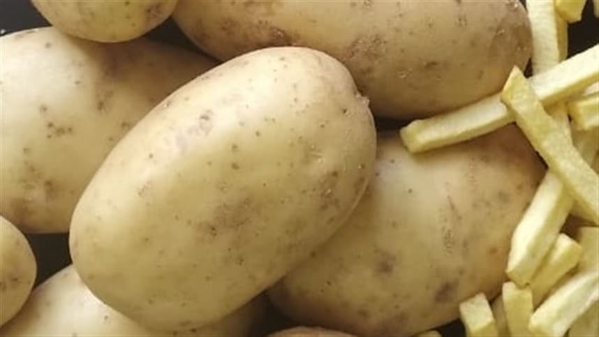 Embrapa desenvolve nova cultivar de batata