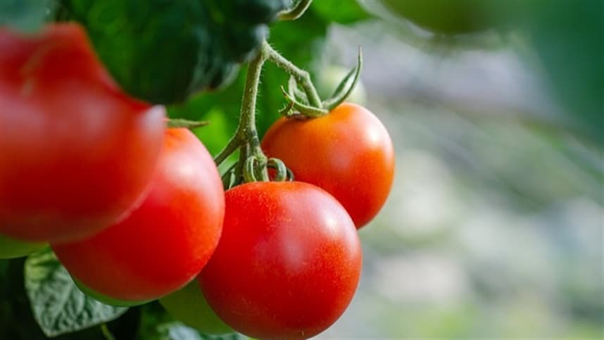Produção de mudas de tomate com pó de coco e esterco bovino