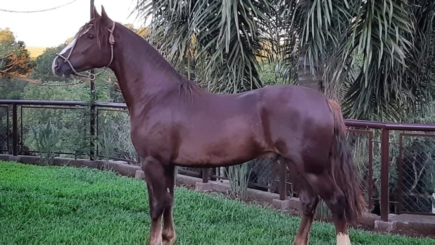 Cavalos Crioulos brasileiros são comercializados para a Bolívia