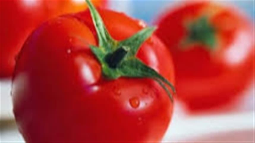 Defensivos e irrigação contra os ácaros do tomate