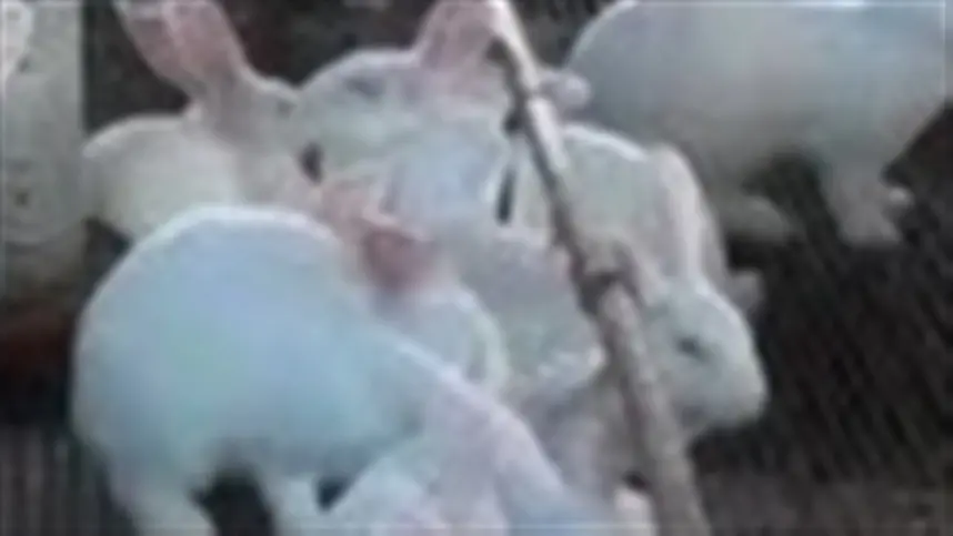 Efeito da Utilização de Oligossacarídeo Manose e Acidificantes sobre o Desempenho de Coelhos em Crescimento