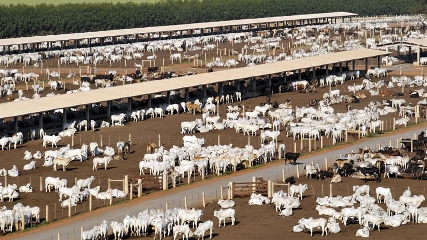 Brasil registra aditivo natural para bovinos