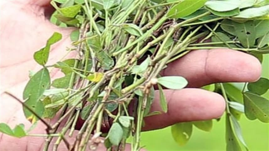 Cultivares