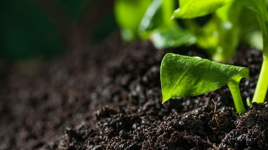 Outra alternativa estudada é o uso de extratos da alga marinha Ascophyllum