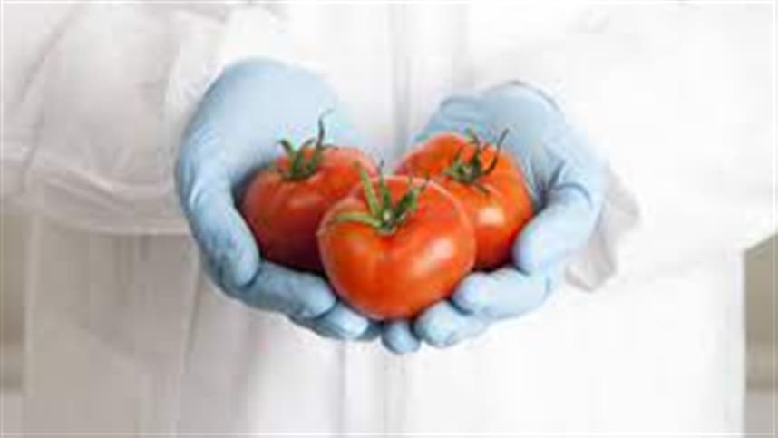 Tomates transgênicos ganham reforço de vitamina D