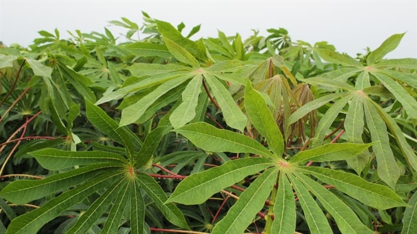 Desempenho de cultivares de mandioca em ambiente subtropical
