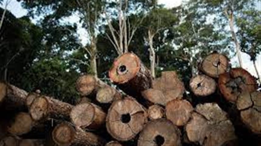 Revogada normas de extração de madeira em terras indígenas