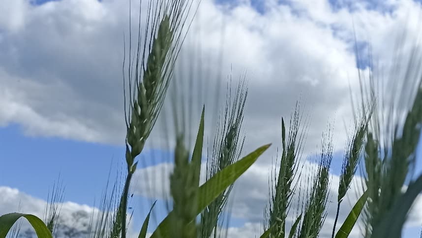 Vem menos trigo da Argentina: Mexe no preço?