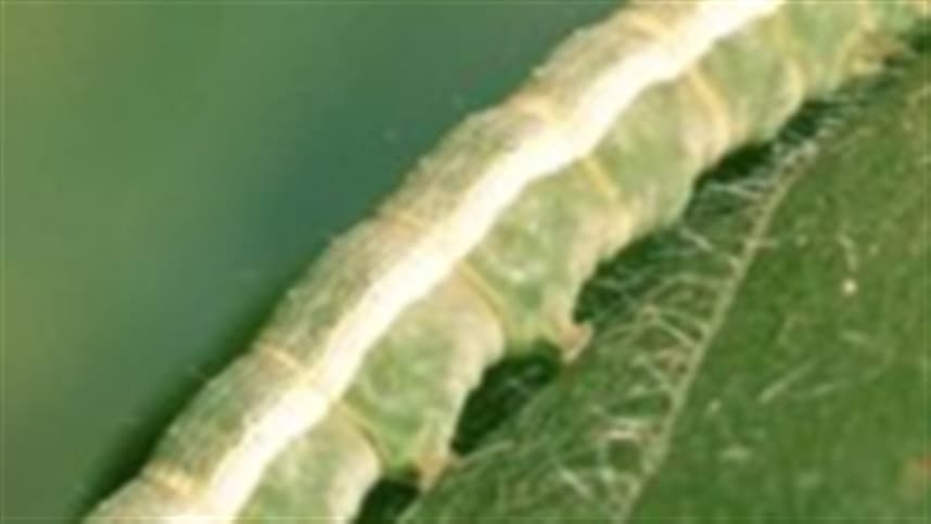 Entre os agricultores que não utilizam baculovírus, 97,2% nunca experimentaram a tecnologia