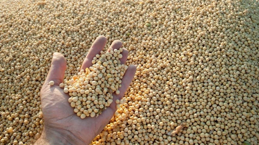 Preços do farelo de soja acompanhando as quedas do grão