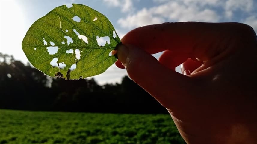 Criado cicatrizante que previne entrada de bactérias e fungos